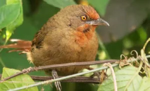 ubatuba-meio-ambiente-ornitologos-4-bx