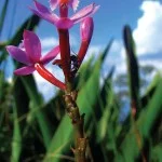 Daniel-Abicair-flora-1-bx