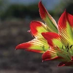 Daniel-Abicair-flora-11-bx