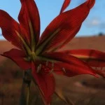 Marcio-Masulino-Atibaia-flor-IMG_0248-bx