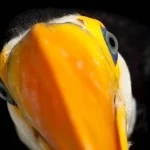 Ricardo-Martins-Mantiqueira-aves-AV_0000126-bx
