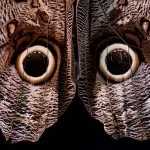 Ricardo-Martins-Mantiqueira-borboleta-IN_00007-bx