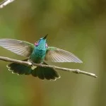 Roberto-Torrubia-beija-flor-de-orelha-violeta