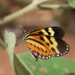 Roberto-Torrubia-borboleta