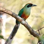 Roberto-Torrubia-juruva-verde