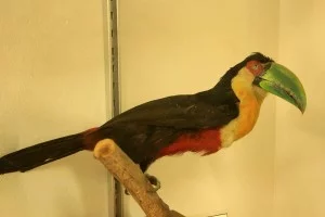 Museu de História Natural de Atibaia-Tucano-de-bico-verde-bx