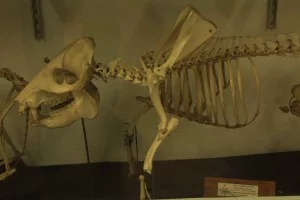 Museu de História Natural de Atibaia-Atibaia-Museu-Historia-Natural-esqueleto-de-porco-IMG_7043-bx