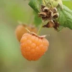 Campos-do-Jordao-Aromas-e-Sabores-Amora-amarela-bx