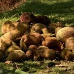Costa-da-Mata-Atlantica- Gastronomia-Frutas-Jacas-X-bx