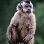 Costa-da-Mata-Atlantica-Meio Ambiente-Fauna-Macaco-Prego- MPiffer-bx