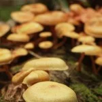 Costa-da-Mata-Atlantica-Meio Ambiente-Flora-Decompositores-bx