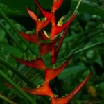 Costa-da-Mata-Atlantica-Meio Ambiente-Flora-Heliconia-X-bx