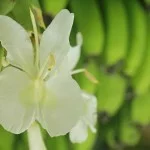 Costa-da-Mata-Atlantica-Meio Ambiente-Flora-orquidea-IMG_8169-bx