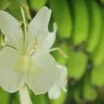 rp_Costa-da-Mata-Atlantica-Meio-Ambiente-Flora-orquidea-IMG_8169-bx-e1470689187355-300×200.jpg