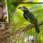 Costa-da-Mata-Atlantica-Meio-Ambiente-Passaros-Aracari-poca-bx