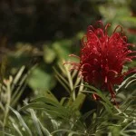 Itatiaia-Meio-Ambiente-Parque-Nacional-Flora-Vermelha-bx