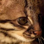 Mantiqueira-Meio-Ambiente-Fauna-Jaguatirica-Ricardo-Martins-bx