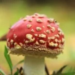 Mantiqueira-Meio-Ambiente-Flora-Amanita-Muscaria-IMG_2561-bx