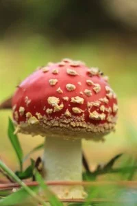 Mantiqueira-Meio-Ambiente-Flora-Amanita-Muscaria-IMG_2561-bx