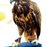 Monte-Verde-Turismo-Rural-Falcoaria-Gaviao-bx