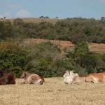 Morungaba-paisagem-rural-vacas-ft-Marcio-Masulino-bx