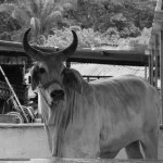 Peruibe-Turismo-Rural-rancho-arco-iris-MMasulino-IMG_7292-bx