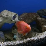 Peruibe-Turismo-aquario-peixes-IMG_7360-bx