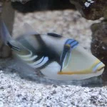 Peruibe-Turismo-aquario-peixes-IMG_7377-bx