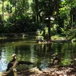Santos-Turismo-Parque-Zoobotanico-e-Orquidario-Municipal-bx
