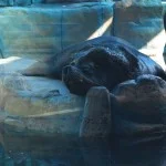 Santos-Turismo-aquario-lobo-marinho-abare-IMG_5169-bx