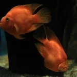 Santos-Turismo-aquario-peixes-IMG_5100-bx