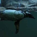 Santos-Turismo-aquario-pinguin-de-magalhaes-IMG_5131-bx