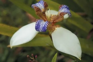Ubatuba-meio-ambiente-flora-081-bx