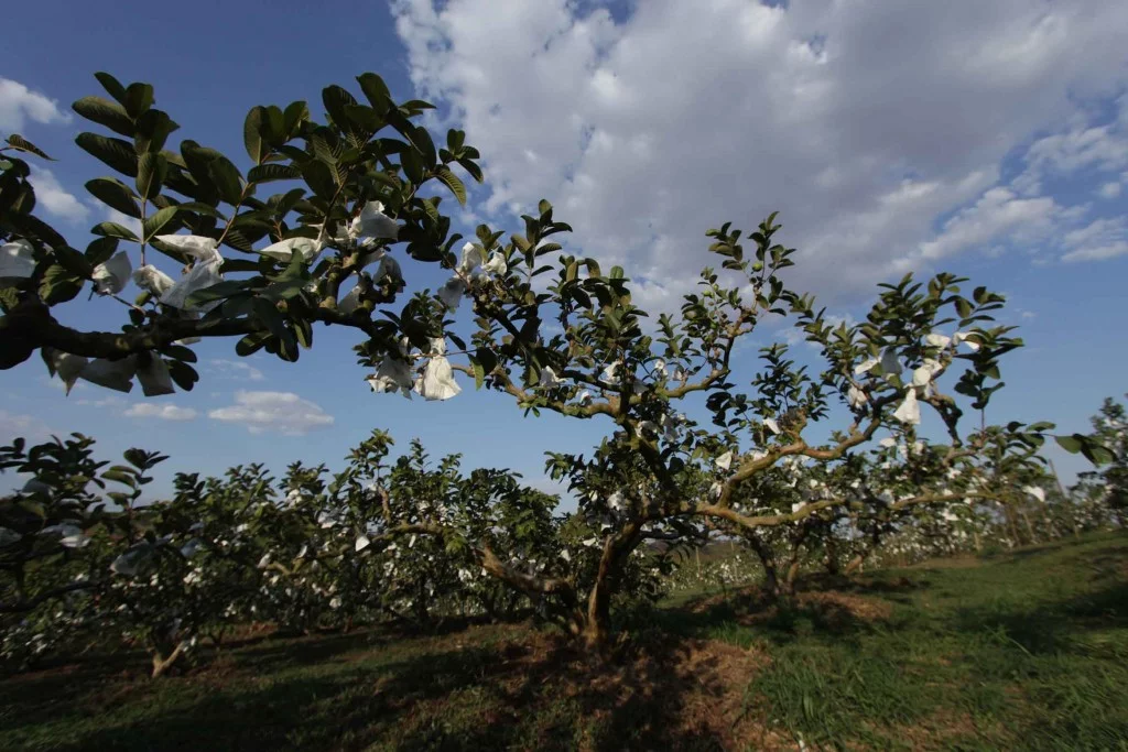 Sítio Kusakariba-Valinhos-turismo-rural-sitio-kusakaribe-plantacao-goiaba-frutas-bx