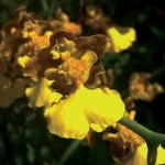 atibaia-meio-ambiente-flora-foto-daniel-abicair-bx