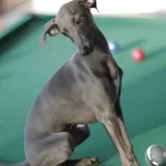 atibaia-pet-friendly-italian-greyhound-_MG_8584-bx