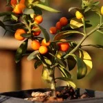 atibaia-turismo-rural-flores-bonsai-ft-Marcio-Masulino-IMG_8009-bx
