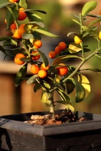 Bonsai em Atibaia-atibaia-turismo-rural-flores-bonsai-ft-Marcio-Masulino-IMG_8009-bx