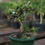 atibaia-turismo-rural-flores-bonsai-ft-Marcio-Masulino-IMG_8033-bx