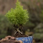atibaia-turismo-rural-flores-bonsai-ft-Marcio-Masulino-IMG_8045-bx