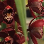 atibaia-turismo-rural-flores-orquidario-takebayashi-cymbidium-bx