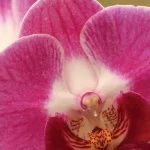 atibaia-turismo-rural-flores-orquidario-takebayashi-phalaenopsis-bx