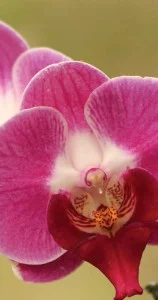 atibaia-turismo-rural-flores-orquidario-takebayashi-phalaenopsis-bx