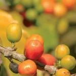 circuito-das-frutas-historia-cafe-2