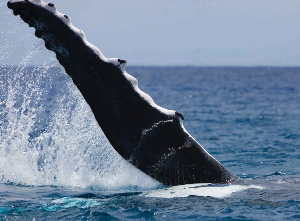ilhabela-historia-pesca-baleia-bx