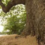 ilhabela-meio-ambiente-vegetacao-arvore-287-bx