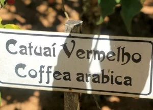 itatiba-historia-cafe-catuai-vermelho-coffea-arabica-bx