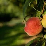 jarinu-frutas-plantacao-pessego-Marcio-Masulino_MG_0058-bx