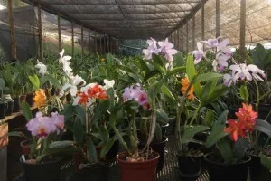 louveira-flores-orquidario-dos-anjos-IMG_9198-bx