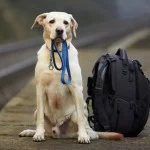 pet-friendly-shutterstock-2-bx